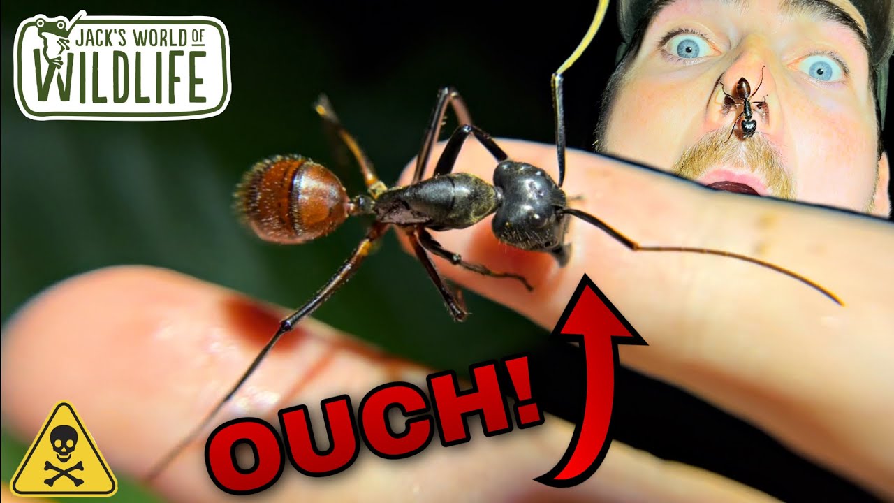 BITTEN By The LARGEST ANT IN THE WORLD??? Dinomyrmex gigas bite