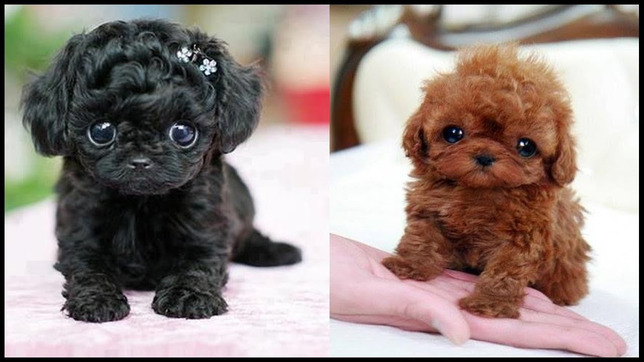 Teacup Poodle Compilation Super