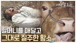 할머니가 아끼는 소, 누렁이가 할머니를 매달고 그대로 질주한 이유는?!💥 | KBS 긴급구조 119 980428 방송