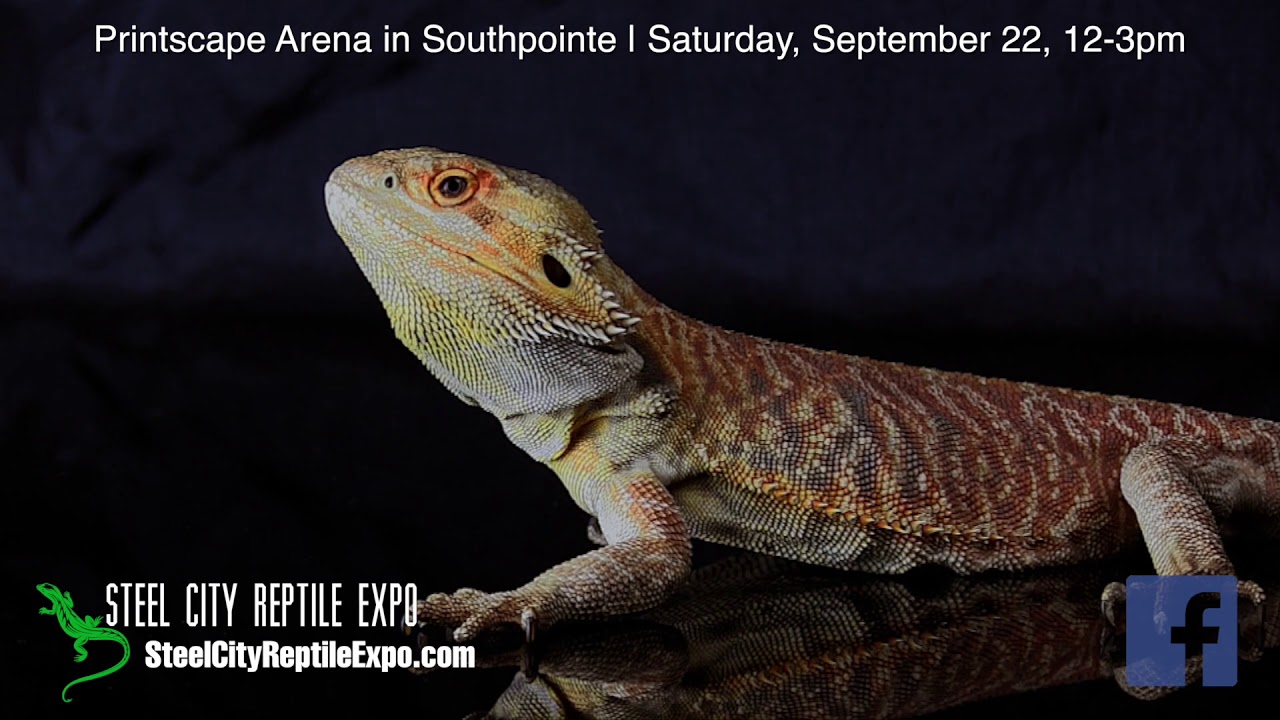 Steel City Reptile Expo YouTube