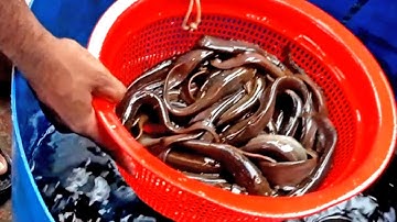 A Lot Of Catfish & Tilapia fishes Are Frisking In A Wholesale Market - Tilapia & Catfish Grading.