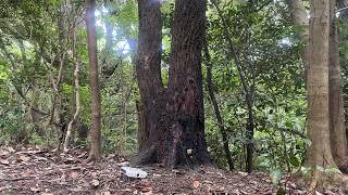 【オオクワレア産地】クワガタが必ず付くクヌギを久々に見に行ったら心ときめくクワガタの影が...【昆虫採集2026カブトムシ・クワガタ】