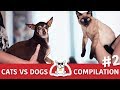Cats VS Dogs Fights Compilation #2