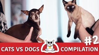 Cats VS Dogs Fights Compilation #2 by The CatZ 1,114 views 4 years ago 5 minutes, 32 seconds