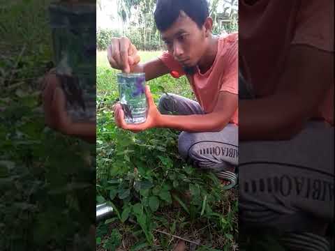 Video: Berkebun Botol Soda Bersama Kanak-kanak - Membuat Terarium & Penanam Daripada Botol Soda