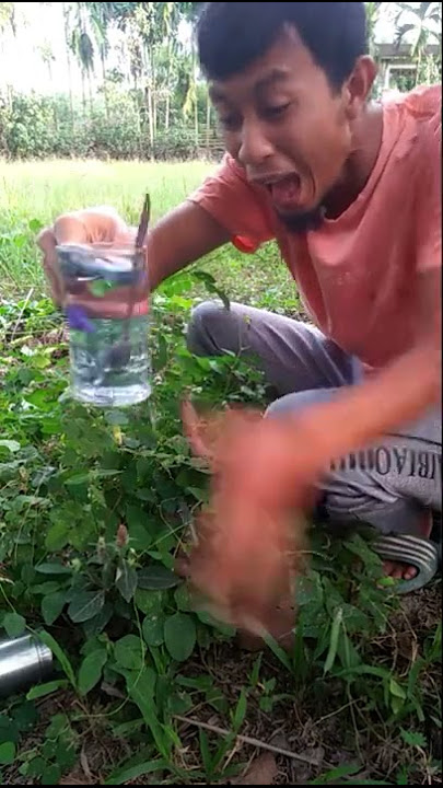 BAHAYA BUNGA TELANG #SHORTS