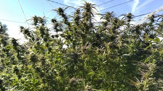 Harvesting Outdoor Liberty Haze Cannabis Plant 2021