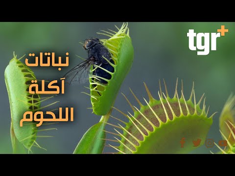 مفترسات مرعبة .. النباتات آكلة اللحوم والحشرات