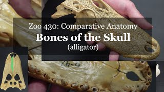 Osteology: Bones of the Skull (alligator) Resimi