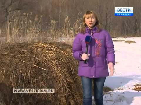 В отрогах Сихотэ-Алиня специалисты считают копытных животных В отрогах Сихотэ-Алиня специалисты считают копытных животных