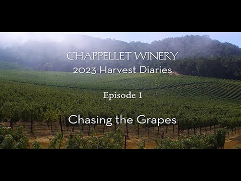 Chappellet Winery 2023 Harvest Diaries, Episode 1: Chasing the Grapes