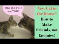 My cat hates my new kitten  help how to introduce cats