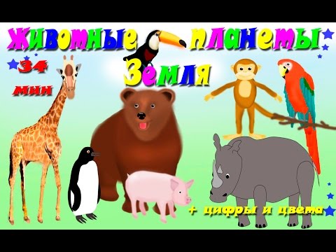 Сборник Животные планеты земля. Изучение цифр и цвета. Развивающие мультики для детей Сборник Животные планеты земля. Изучение цифр и цвета. Развивающие мультики для детей