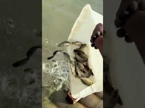 2022.11.03 日行一善 广结善缘 #放生#代放生