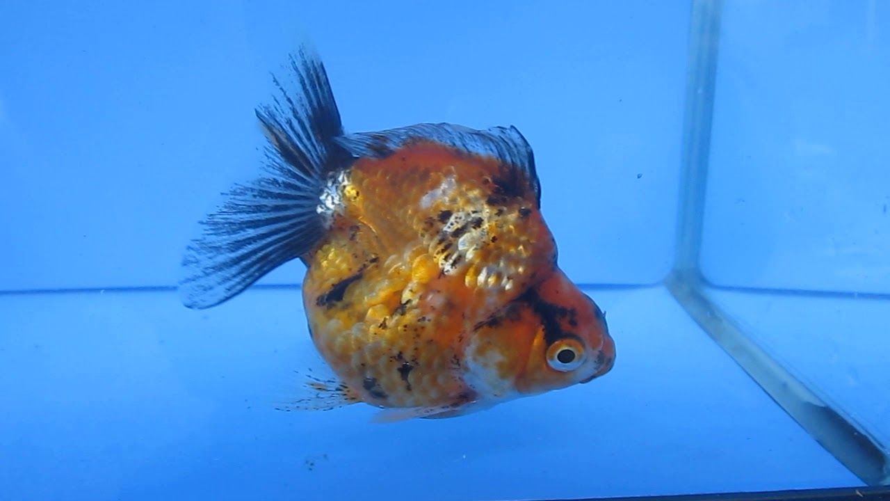 だるま琉金0002 8 5cm 3 000円 入荷情報 公式 きんぎょハウス 全国の皆様に元気な金魚を日々発送いたしております だるま琉金0002 8 5cm 3 000円 入荷情報 公式 きんぎょハウス 全国の皆様に元気な金魚を日々発送いたしております