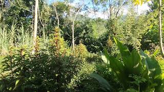 Âm thanh tự nhiên.@amere @RAYOOFFICIAL01 @RainSoundNatural2612 @raindropsoundnaturalasmr 