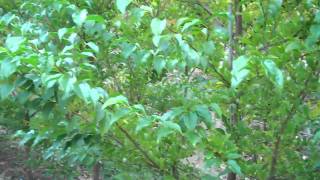 Tree Variety Spotlight: Snowcone® Japanese Snowbell (Styrax japonicus 'JFS-D') |Urban Forest Nursery