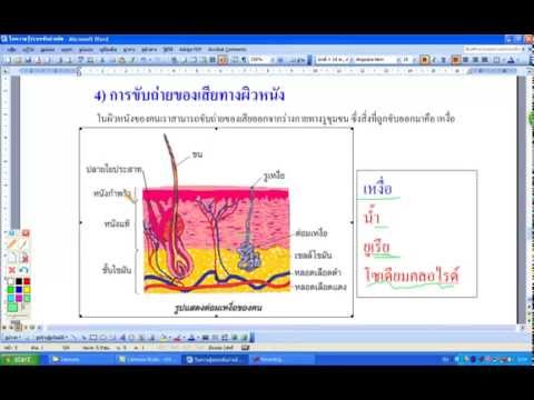 การขับถ่ายของเสียทางผิวหนัง(นาถฤดี แซ่ตัน)