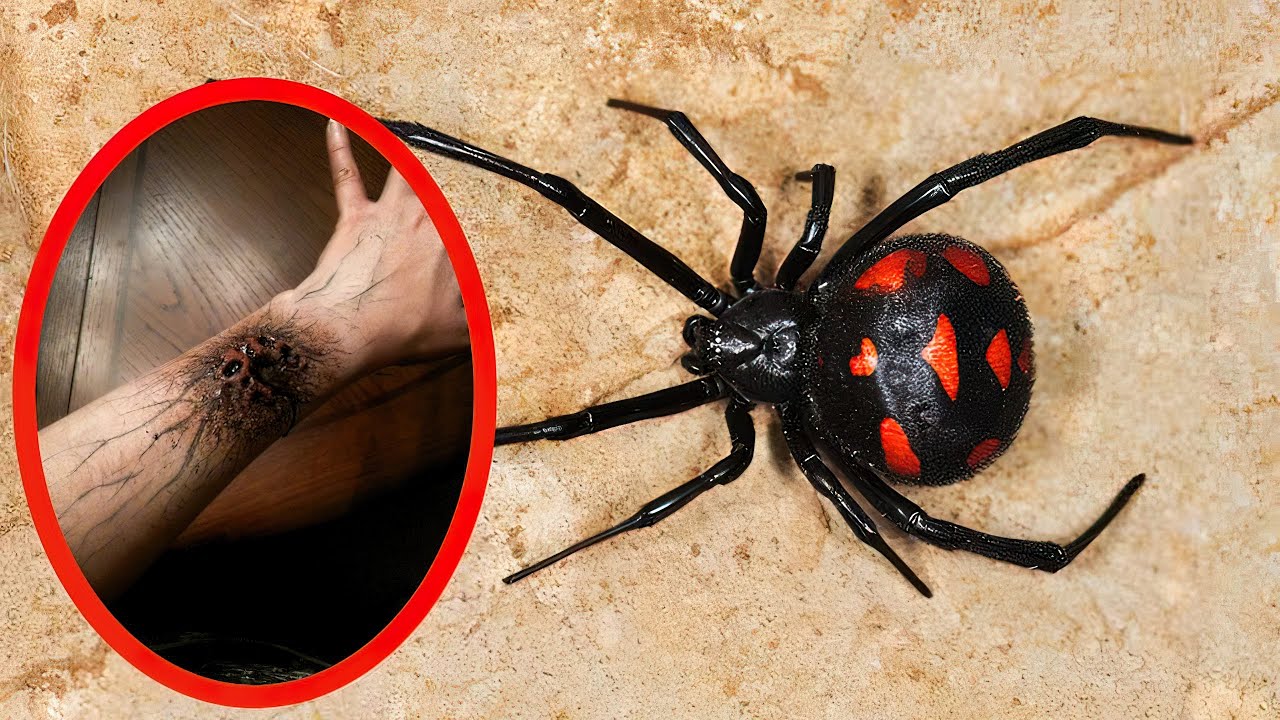 Top 10 Most Venomous Spiders In The World Youtube