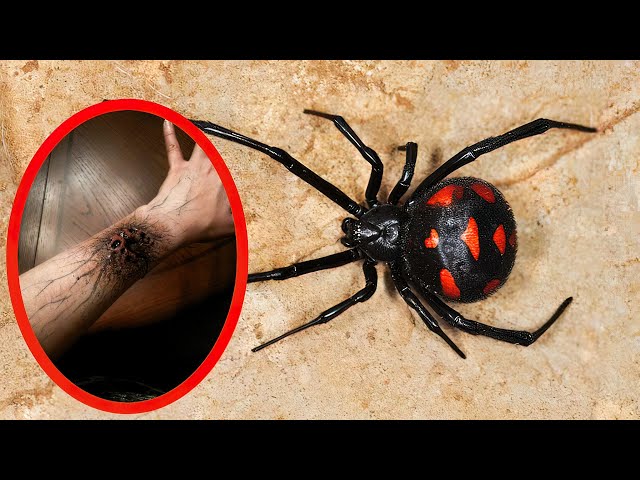 9 of the World's Deadliest Spiders