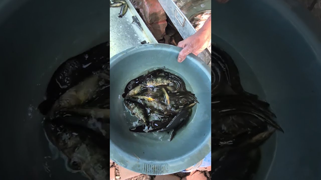 Great local fish auction #myblog #youtubeshorts #youtube #myblog