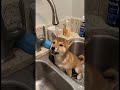 シンクの水圧チェックに来られたワンちゃん様🐶