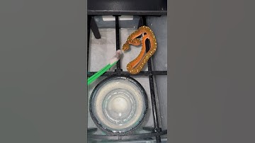 Who said feeding baby green tree pythons isn’t a fun time? 😃🐍🔥