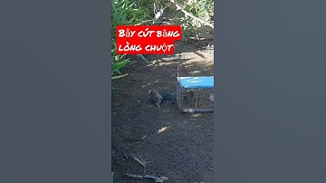 bẫy chim cút/bẫy cút rừng/ĐanchiVlog