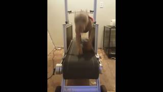 Tudors Gz Dibo American Pit Bull Terrier Red Nose