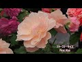 セントラル・ローズ・パーク　ロザリアン推薦のバラ　国際バラとガーデニングショー　2018　Roses recommended by Rosarian