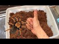Tarantula substrate moisture consistency