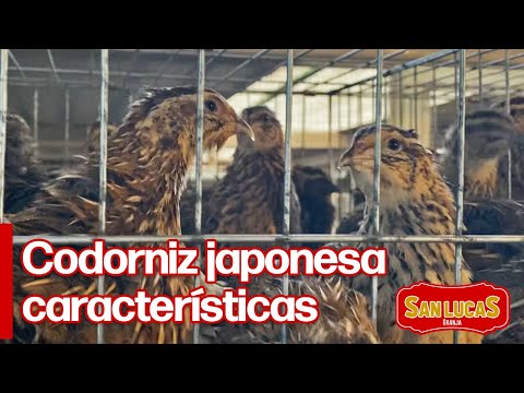 Vídeo: Codorniz Japonesa (Coturnix Japonica) - Manutenção No Campo E No Apartamento