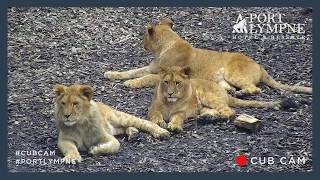 Lion Cub Cam Highlight | Lion Cubs Annoy Dad Whilst In A Playful Mood