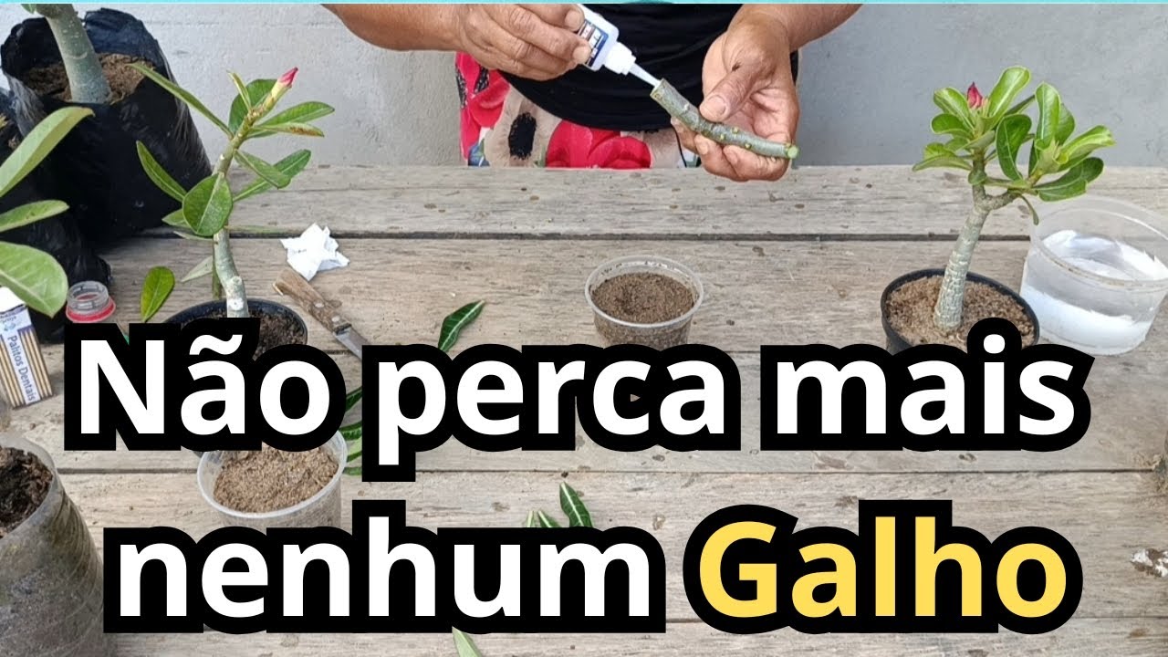 🌱 Como plantar Galhos da Rosa do Deserto, fácil e rápido 🌺 