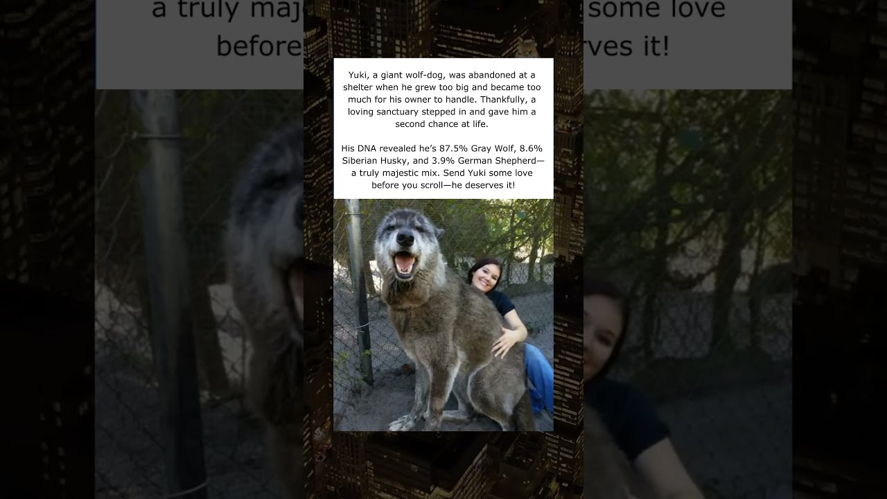 Yuki A Giant Wolf Dog Was Abandoned