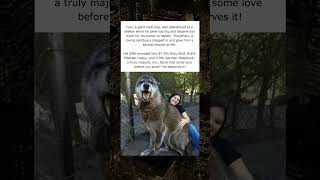 Yuki, A Giant Wolf Dog, Was Abandoned