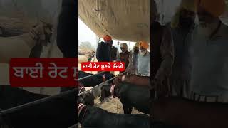 ਐਨੀ ਮਹਿੰਗੀ ਬੱਕਰੀ ਯਰbakratv desistudio shonkisardar iltilanatv vedeoviral goat trinding