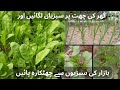 How to grow vegetables on rooftop in easy way by ideas with saima