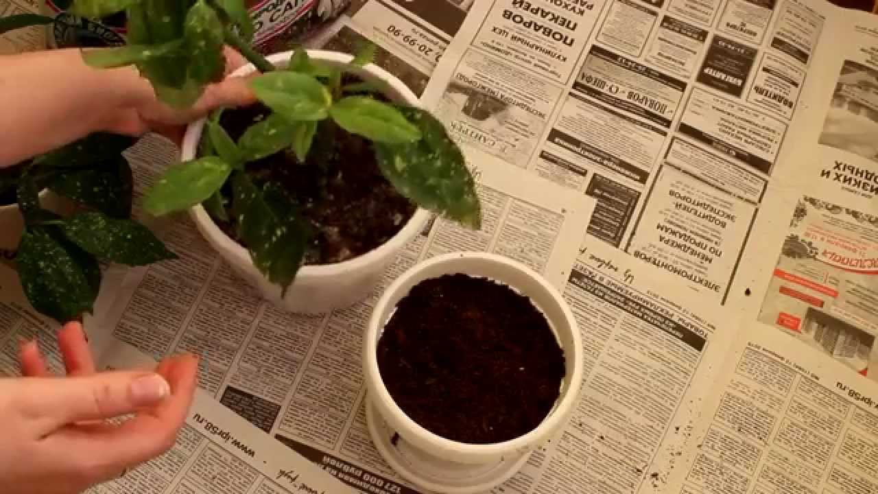 фото японская аукуба
