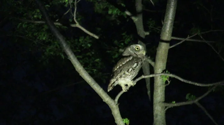 Species Spotlight: Eastern Screech-owl