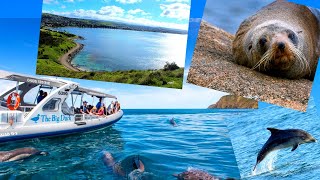 Victor Harbor Dolphin and Seal Cruise (South Australia)