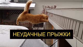 Неудачные прыжки котов и кошек, смешные кошки