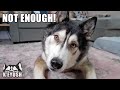 Arguing With My Husky About How Much Food He Should Have!