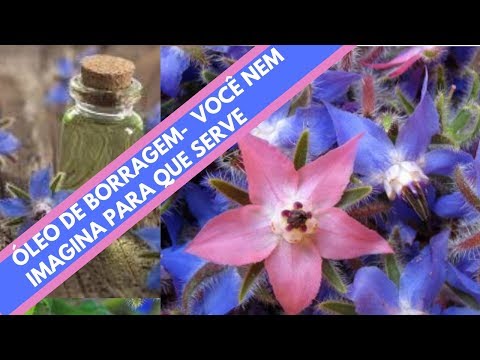 🌿 BORRAGEM- TPM e Menopausa. Os benefícios do oleo de borragem e como usar. TV CAVIAR