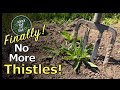 THISTLES: Worst Weed In The Garden! Now’s The TIme To Get Rid Of Them And Their Invasive Roots