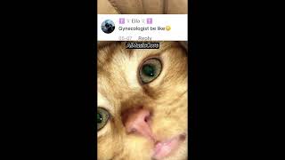 Cute Cat with a Song Super Viral