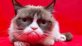Grumpy Cat's Worst #IceBucketChallenge Ever!