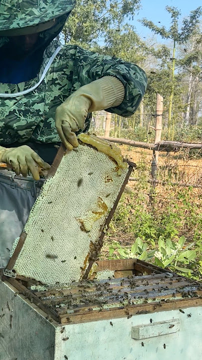 Wow!! Good job harvest the best honeycomb #insect #beekeeper #workerbee #animals #honey