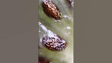 KIWI VS FIRE | CLOSE-UP | ASMR VIDEO ( #experiment #shorts #asmr #asmrvideo #macro #closeup )