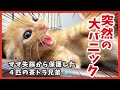 茶トラ４兄弟が突然大パニック!? 傷ついた子猫のその後🐾